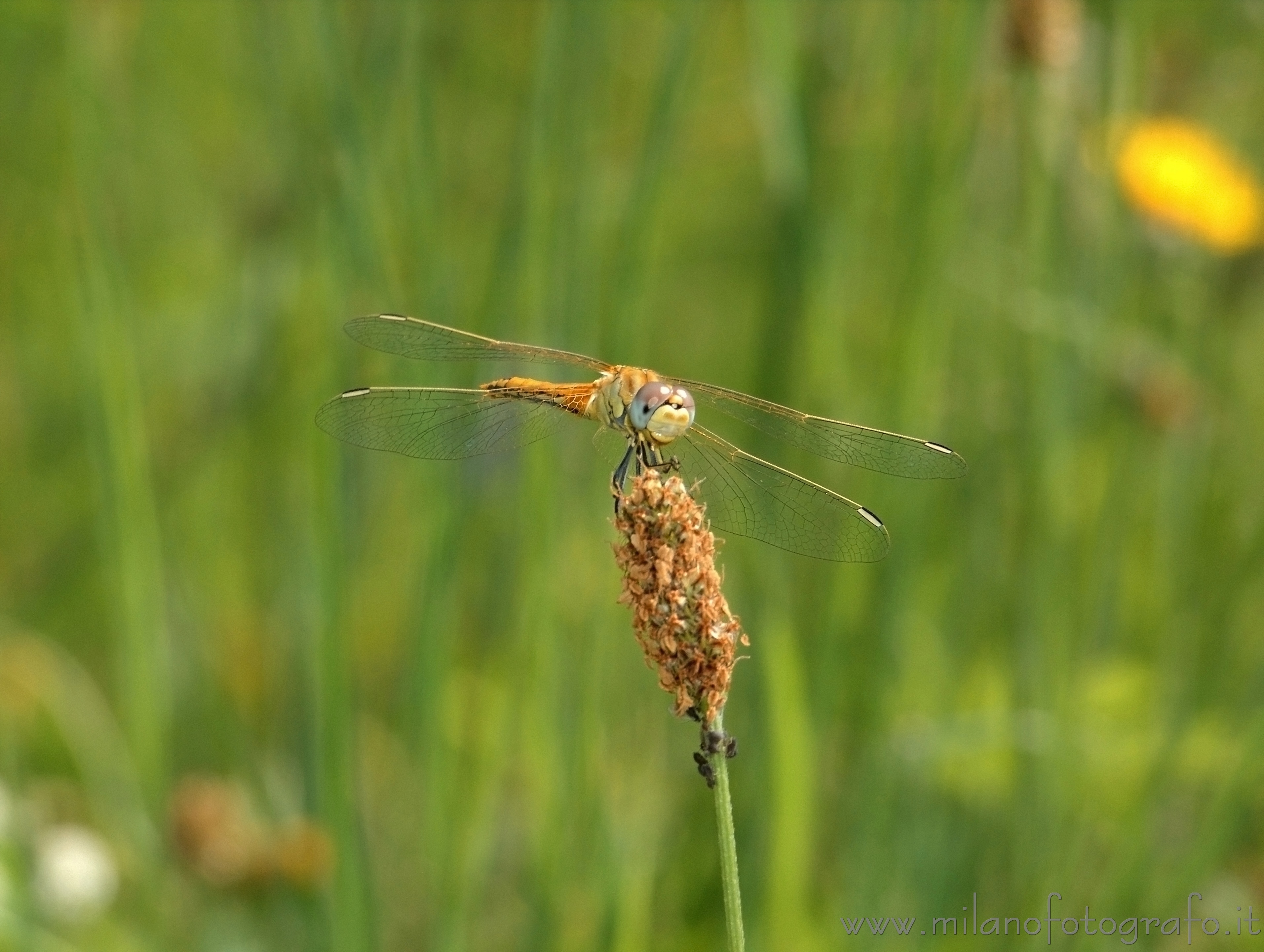 Valmosca fraction of Campiglia Cervo (Biella, Italy) - Dragonfly Sympetrum fonscolombii